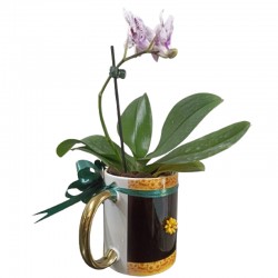 Orquídea na caneca