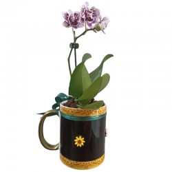 Orquídea na caneca