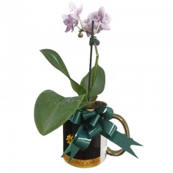 Orquídea na caneca